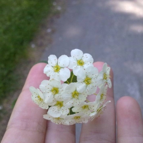 Just Flower