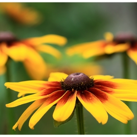  Rudbeckia без дупе на пчела