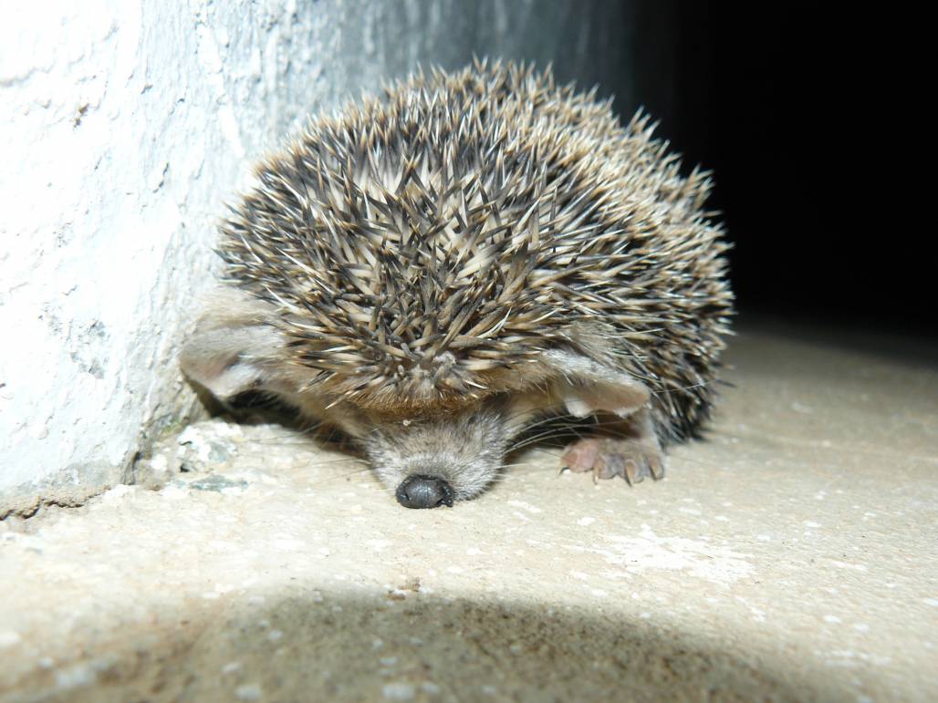 Asteri