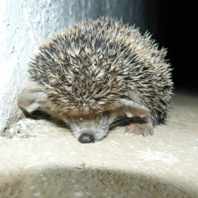 Asteri