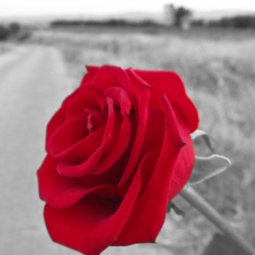 A red rose - symbol of...?