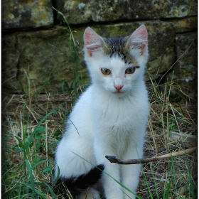 Коте