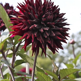 Palmengarten Frankfurt /Main-  Гергина  (Dahlia)