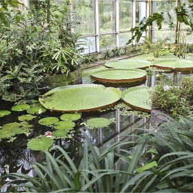 Palmengarten Frankfurt /Main- листата на  водните лилии