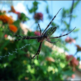 Araneae