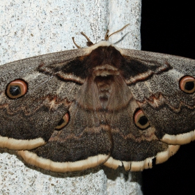 Saturnia pyri, the Giant Peacock Moth - широчина 18-20 см