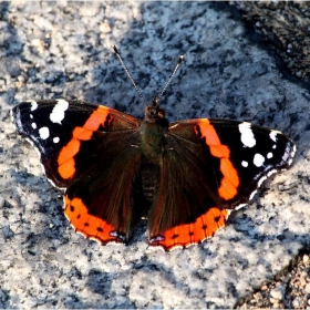 Червения Адмирал (Red Admiral)