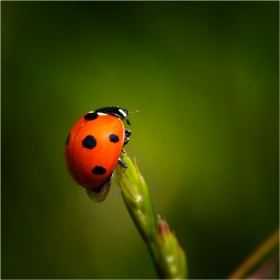 Ladybug