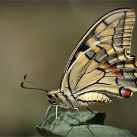 Papilio machaon-Голям полумесец