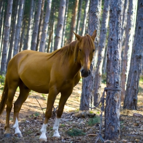lonely horse ...