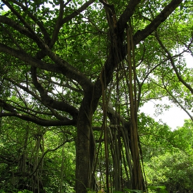 Big Banyan Tree