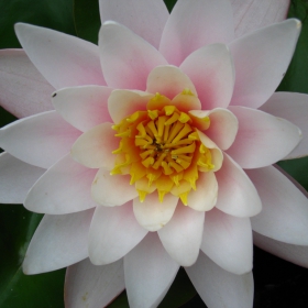 water lily