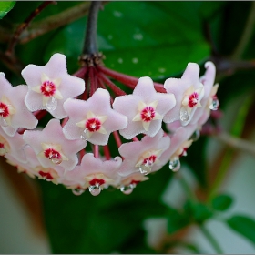 Hoya carnosa