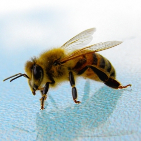 Bee