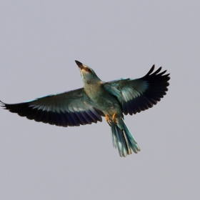 Синявица (Coracias garrulus)