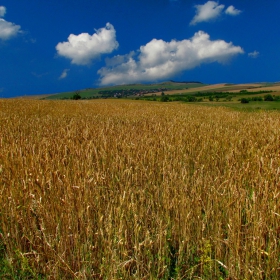 Житна панорама!