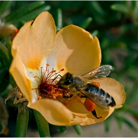 ###=Калдъръмче (Portulaca grandiflora).....1