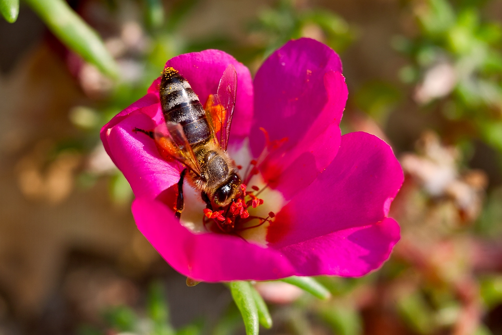 ###=Калдъръмче (Portulaca grandiflora).....2