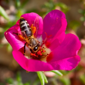 ###=Калдъръмче (Portulaca grandiflora).....2