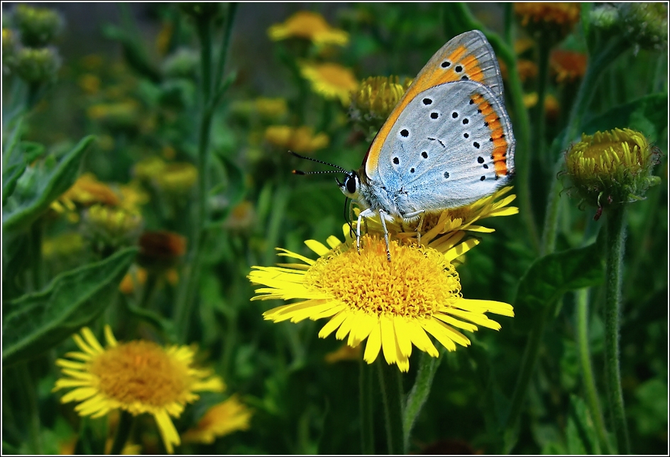 Lycaena dispar