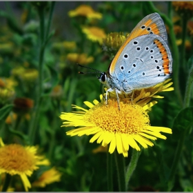Lycaena dispar
