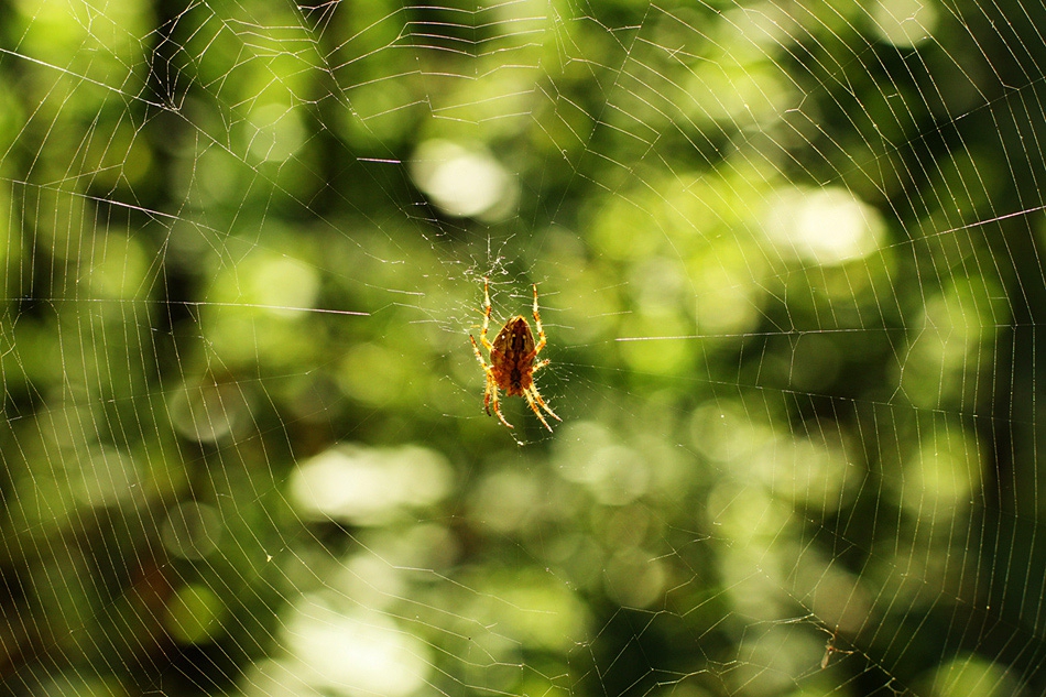 The NET
