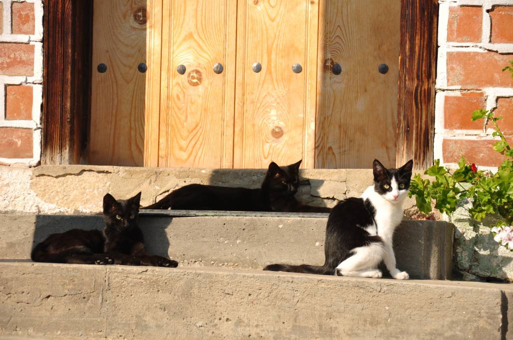 Манастирски котета!