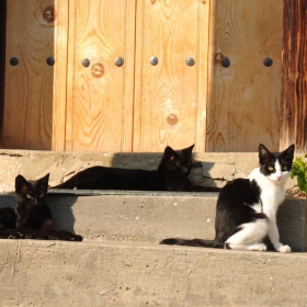 Манастирски котета!