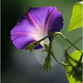 Ipomoea