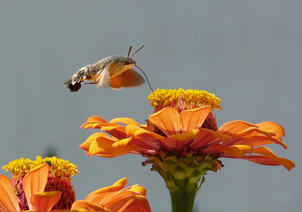  Колибри Хоук-молец (Macroglossum stellatarum)