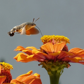  Колибри Хоук-молец (Macroglossum stellatarum)