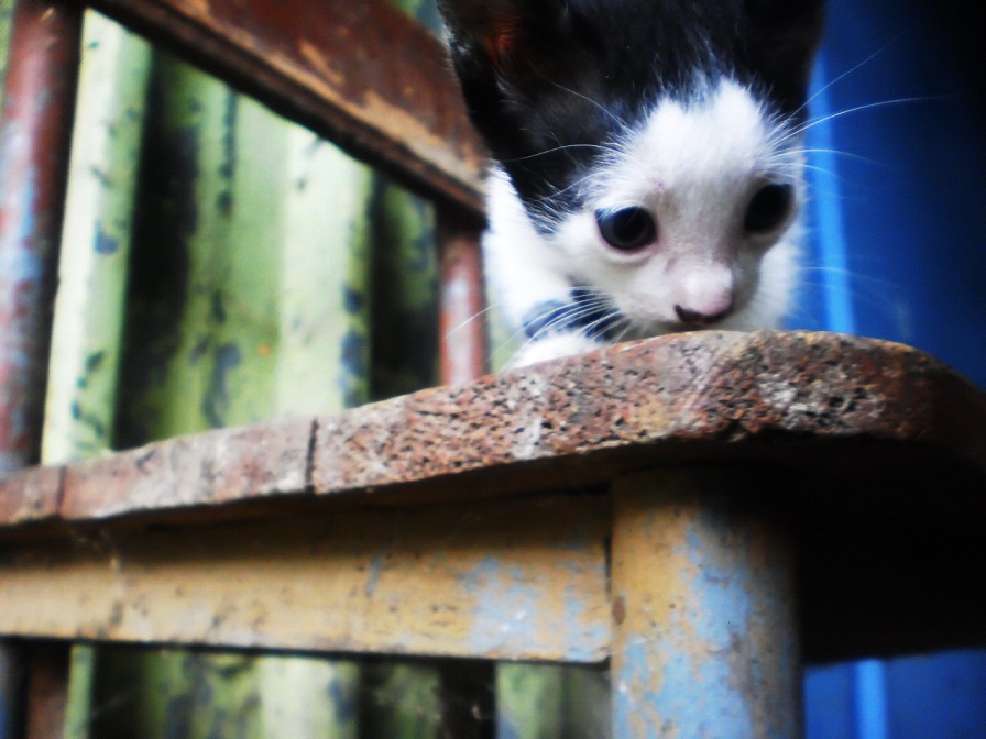 Котенце