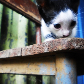 Котенце