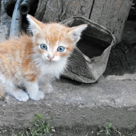 Котката на крайният квартал !!!!!