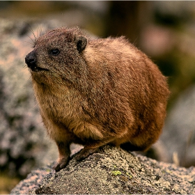 Rock Hyrax  -  > над 4000м  надморска височина : - роднина е на слона...?/ на залез/