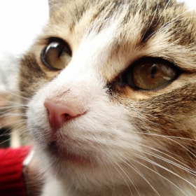 Коте