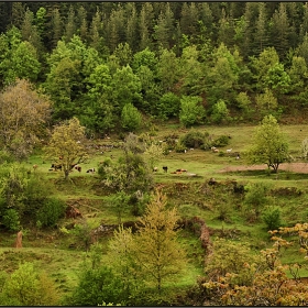 Шаренийки