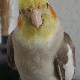 Любопитко