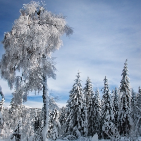 самотен