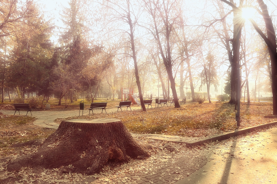 Autumn Motive