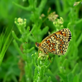 ...Melitaea phoebe(Лунна мелитеа)...