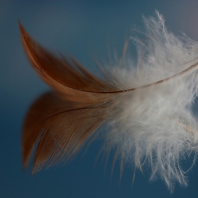 feather