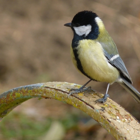 Parus major