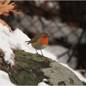 Червеногръдка (Erithacus rubecula)