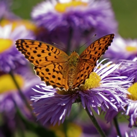 ...Argynnis daphne...