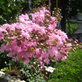 Pink blossoms