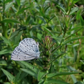 ...Celastrina argiolus(Holly Blue)...