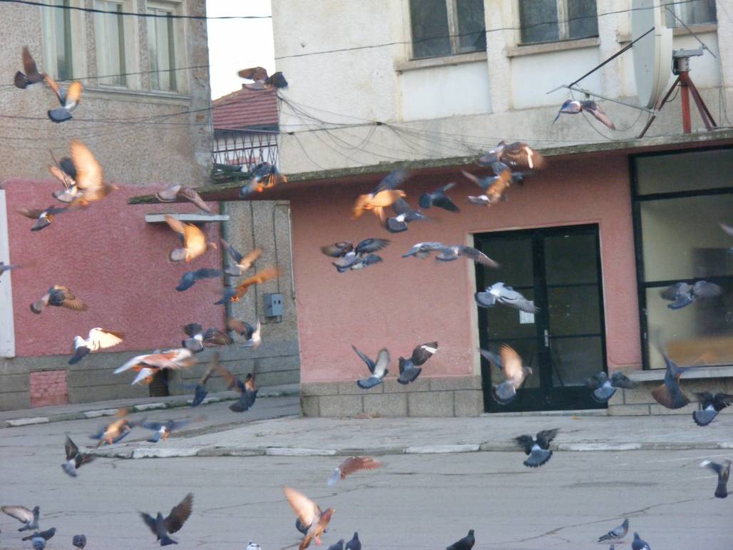 Гълъби