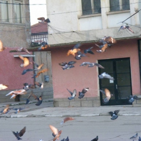Гълъби