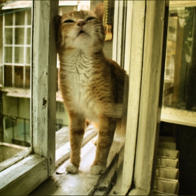 Котешко настроение